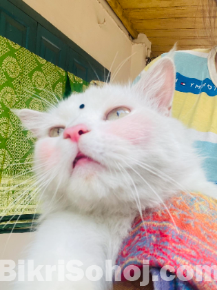 Persian cat(male)